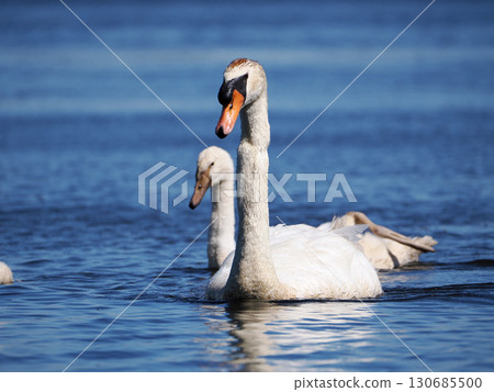 燕子天鵝的父母和孩子 130685500