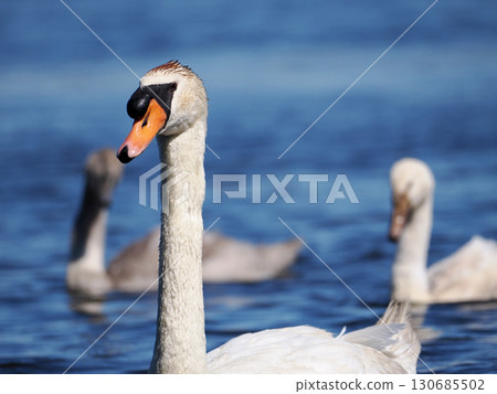 Parent and child of swallow swans 130685502