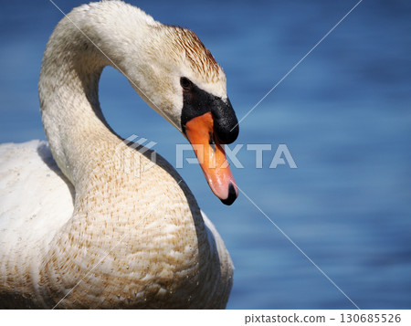 Mute swan floating on the water surface 130685526