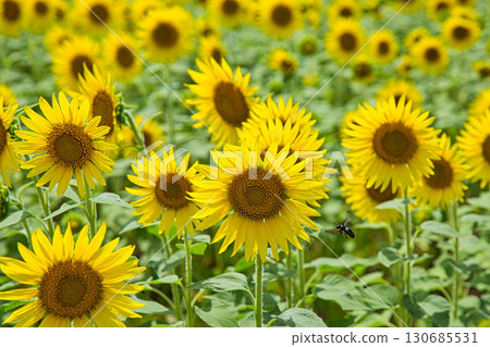 向日葵和越前鐵道 向日葵和越前鐵道 130685531