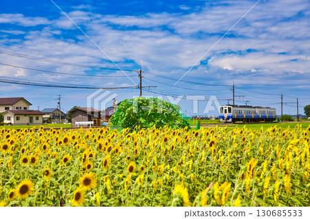 Sunflower and Echizen Railway Sunflower and Echizen Railway 130685533