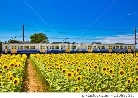 Sunflower and Echizen Railway Sunflower and Echizen Railway 130685535