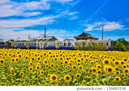 Sunflower and Echizen Railway Sunflower and Echizen Railway 130685536