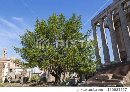 Rome, Italy - August 17, 2019: Green tree in the territory of the Roman Forum 130685557