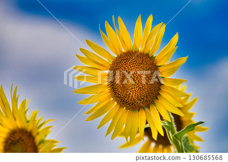 Sunflower and Echizen Railway Sunflower and Echizen Railway 130685568