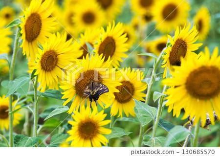 向日葵和越前鐵道 130685570