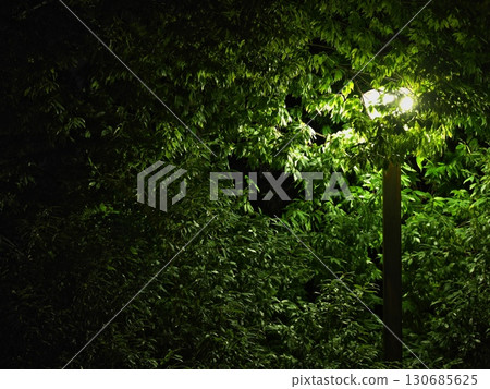 Street trees illuminated by streetlights 130685625
