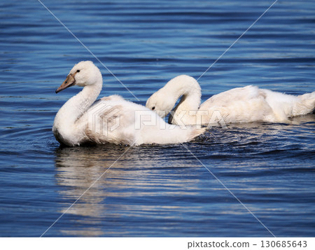 young mute swan young mute swan 130685643