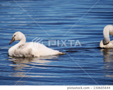 young mute swan young mute swan 130685644