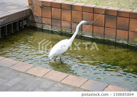 An egret blending into the city 130685804