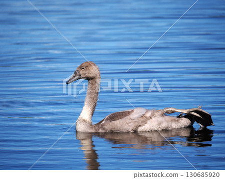 young mute swan 130685920