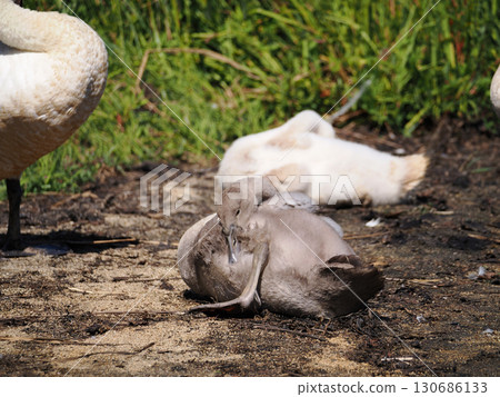 一隻年輕的疣鼻天鵝在陸地上休息 130686133