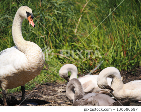 A mute swan watches over its young bird as it takes a nap 130686687