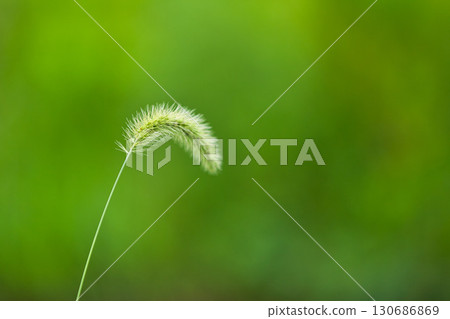 Satoyama's summer Satoyama's summer 130686869