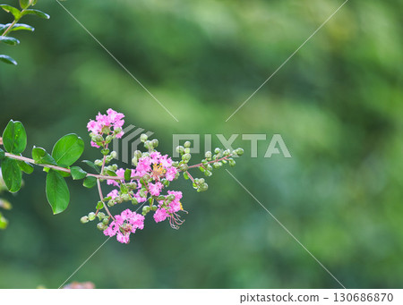 Satoyama的夏天 130686870