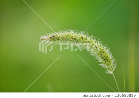 Satoyama's summer 130686889