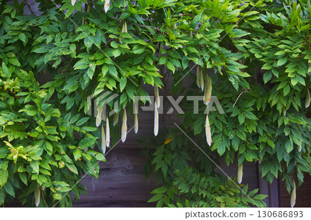 Satoyama的夏天 130686893