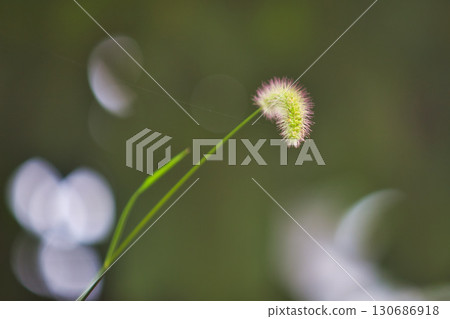 Satoyama's summer 130686918