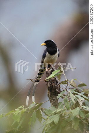 黃嘴桑傑鳥 130687209