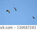 Large-billed crows chase away black kites 130687283
