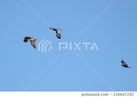 大嘴烏鴉驅趕黑鳶 130687283