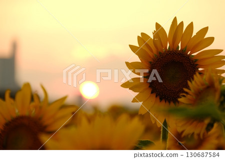 Sunflowers illuminated by the setting sun 130687584