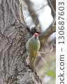 The back of a green woodpecker perched on a tree 130687603
