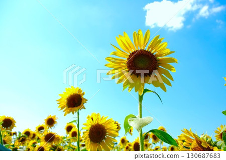 向著太陽 130687683