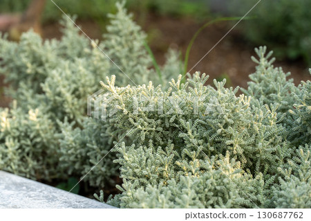 Santolina plant with beautiful silvery leaves 130687762