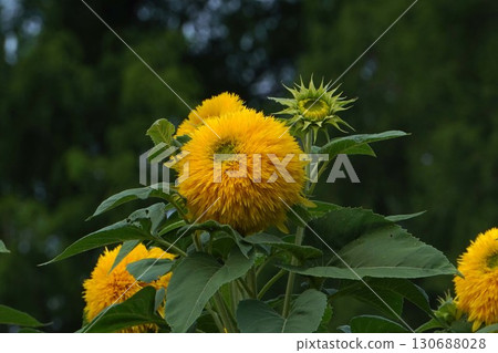 Sunflowers in full bloom - 2025 130688028