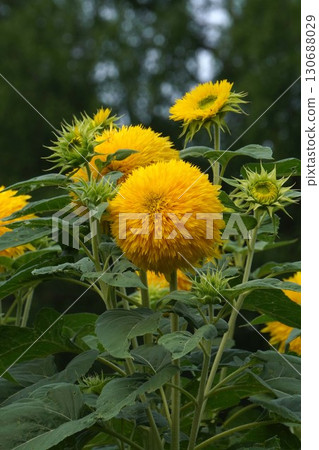 向日葵盛開－2025年 130688029