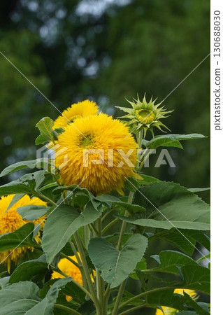 Sunflowers in full bloom - 2025 130688030