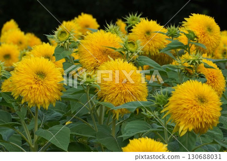 Sunflowers in full bloom - 2025 130688031