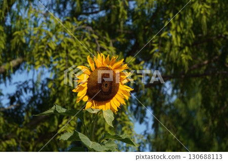 Sunflowers in full bloom - 2025 130688113