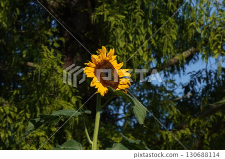 Sunflowers in full bloom - 2025 130688114