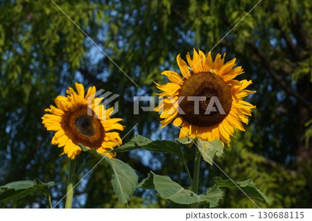 Sunflowers in full bloom - 2025 130688115