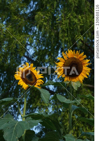 Sunflowers in full bloom - 2025 130688116