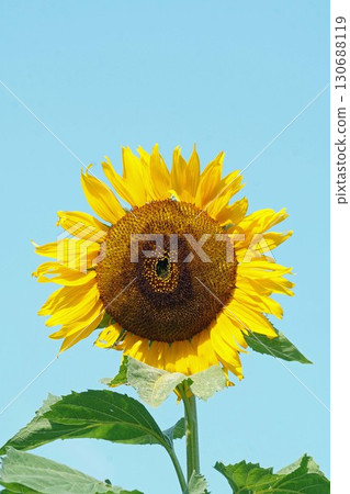 向日葵盛開-2025年 向日葵盛開-2025年 130688119