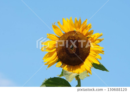 向日葵盛開－2025年 130688120