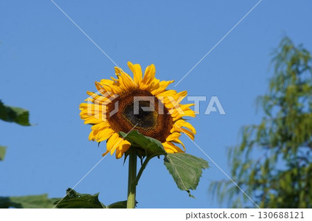 向日葵盛開－2025年 130688121