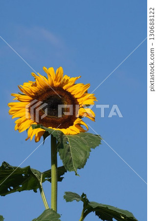 Sunflowers in full bloom - 2025 130688122