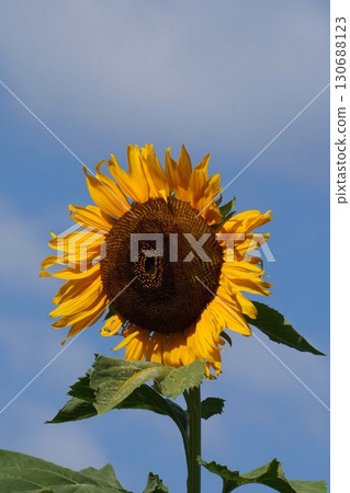 Sunflowers in full bloom - 2025 130688123