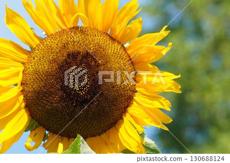 向日葵盛開-2025年 向日葵盛開-2025年 130688124