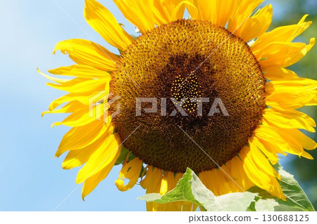 Sunflowers in full bloom - 2025 130688125