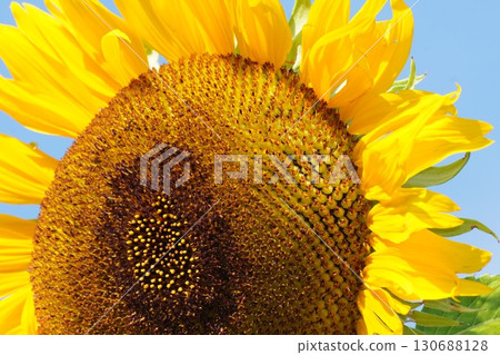 Sunflowers in full bloom - 2025 130688128