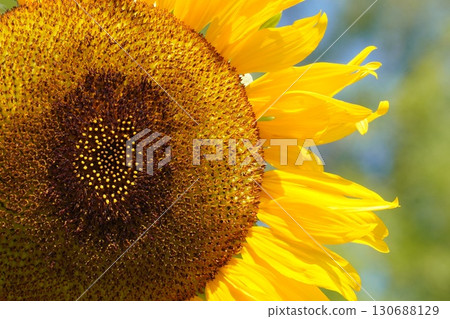 Sunflowers in full bloom - 2025 130688129