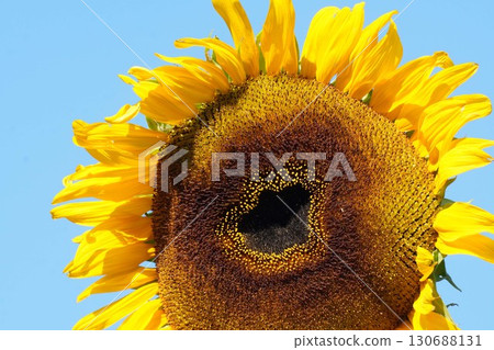 Sunflowers in full bloom - 2025 130688131