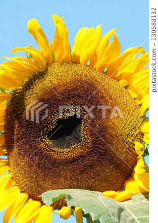 Sunflowers in full bloom - 2025 130688132