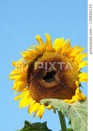 Sunflowers in full bloom - 2025 130688133