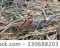 A crested hawk watching us 130688203